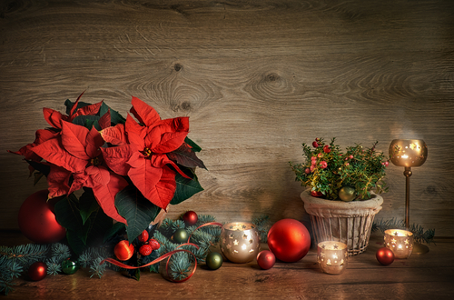 Poisonous Holiday Plants | Free Consultation